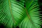 Palm fronds Art Print
